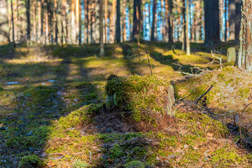 Old pine stump overgrown with moss in the spring forest