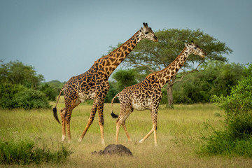 Male Masai giraffe follows female to mate