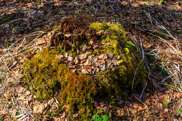 Old pine stump overgrown with moss in the spring forest