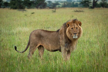 Male lion stands watching camera in grass - Powered by Adobe