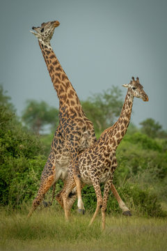 Male Masai giraffe mounts female by trees