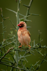 Male rosy-breasted longclaw in thornbush facing left