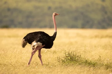 Poster Male ostrich walking across grassland near trees © Nick Dale