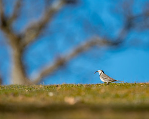 Wagtail on the grass with worm on beak