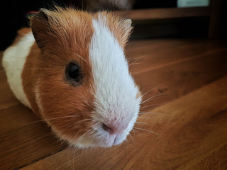 a lovely guinea pig face