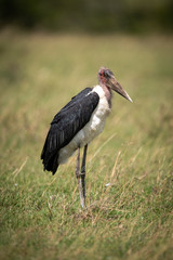 Marabou stork stands in grass eyeing camera