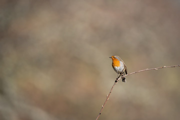 Robin, Erithacus rubecula bird over the sprig
