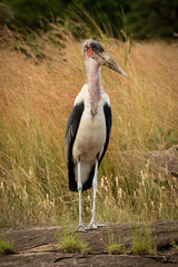 Marabou stork stands on rock facing camera