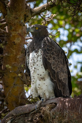 Martial eagle perched in tree facing left