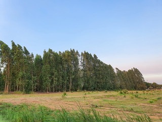 Eucalyptus fields That is lined up beautifully On a bright blue day