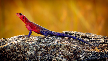 Mwanza flat-headed rock agama, aka spiderman agama, Northern Serengeti National Park, Tanzania