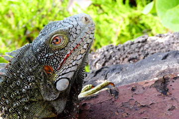 Grüner Leguan in Nahaufnahme, Curacao, Karibik	