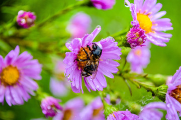 bee on flower