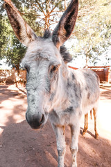 Burro en establo de caballos