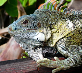Grüner Leguan in Nahaufnahme, Curacao, Karibik