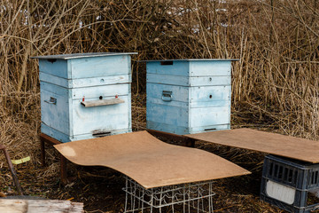 two blue beehives stand in the forest in early spring.