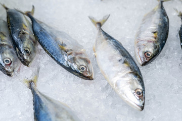 Frozen mackerel. Frozen group of fish. iced athlantic Mackerel fish. Fresh mackerel fish in local market.