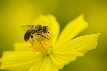 abeja