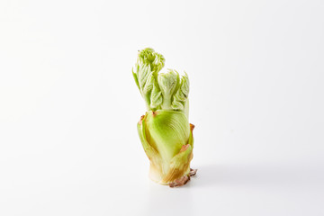 たらの芽　(Fatsia sprouts)