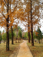pathway in the autumn park