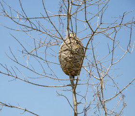 An arboreal termites nest covering tree trunk