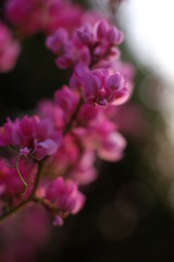 Fototapeta na wymiar Pink flower macro