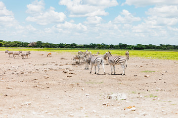 Fototapeta premium Zebra near the Watering hole