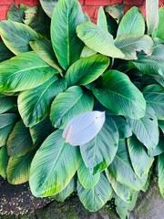 Obraz premium Laceleaf or Anthurium flower plant