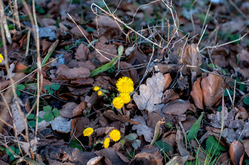coltsfoot blooming between dry fallen leaves in early spring
