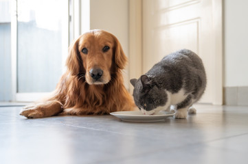 British shorthair and golden retriever eating