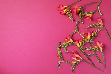Spring freesia flowers on pink background. Flat lay, top view. Spring and summer concept. Woman day
