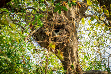 Hammerkop nest over the tree with big hole