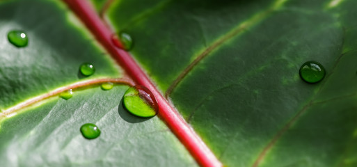 Abstract green background. Macro Croton plant leaf with water drops. Natural backdrop © OLAYOLA