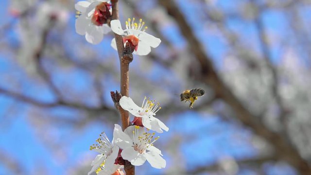 Bee on apricot tree flower collect pollen in slow motion. Spring and bloosom nature scene.
