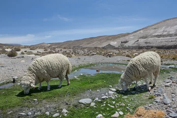 Foto op Plexiglas Highlands Peru Andes. Sheep grazing. Desert. © A