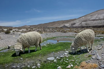 Poster Highlands Peru Andes. Sheep grazing. Desert. © A