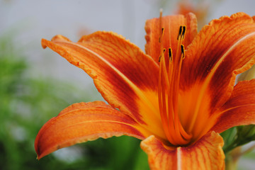  orange lilies close-up, blooming lilies, lilies bloom in the garden