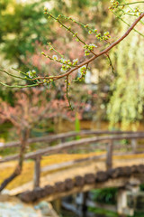 tokyo, japan - march 13 2020: Plum trees in bloom on a bokeh background in the Yushima-Tenmangu shrine of Okachimachi dedicated to Sugawara no Michizane who worshiped plum trees.