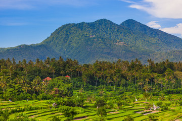 Rice fields - Bali island Indonesia