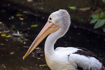 Fototapeta na wymiar Pelican in Bali Island Indonesia