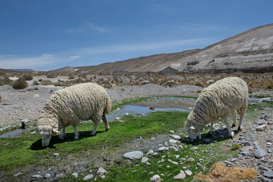 Highlands Peru Andes. Sheep grazing. Desert.