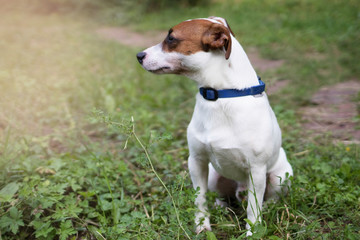 Dog breed Jack Russell sits in the park on the grass and waits for the owner