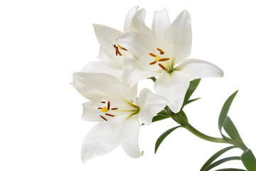 A branch of tender white lilies Isolated on a white background.