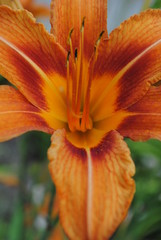  orange lilies close-up, blooming lilies, lilies bloom in the garden