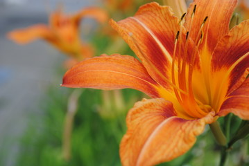 Fototapeta na wymiar orange lilies close-up, blooming lilies, lilies bloom in the garden
