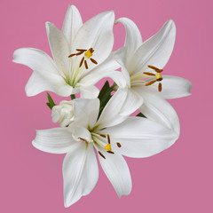 A branch of tender white lilies Isolated on a pink background.