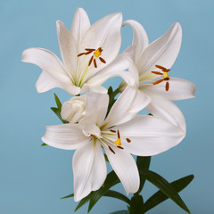 Fototapeta na wymiar A branch of tender white lilies Isolated on a turquoise background.