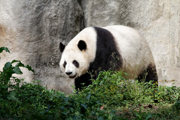 Panda w ZOO - obrazy, fototapety, plakaty