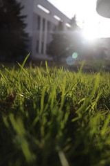 grass sun