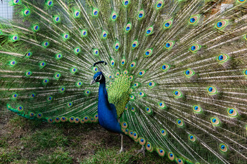 Obraz premium The most beautiful bird in the world is a peacock from the chicken family with a large and bright tail like a chic fan of feathers with eyes for protection. An animal from the pheasant family.